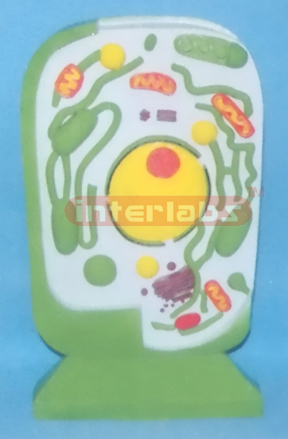 ANIMAL CELL MODEL